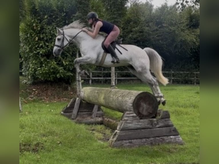 Connemara Wallach 6 Jahre 148 cm Apfelschimmel in Kildare