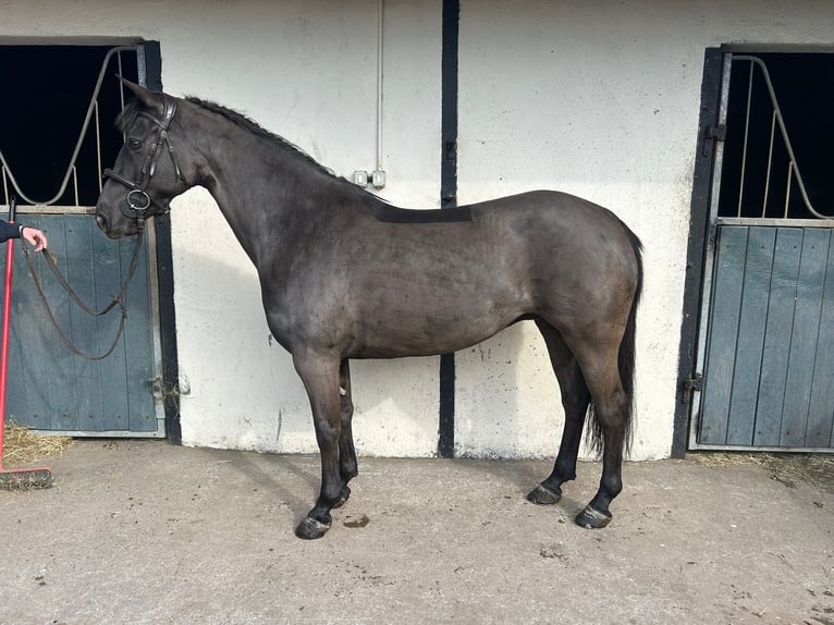 Connemara Mix Wallach 6 Jahre 148 cm Rotbrauner in Roscommon