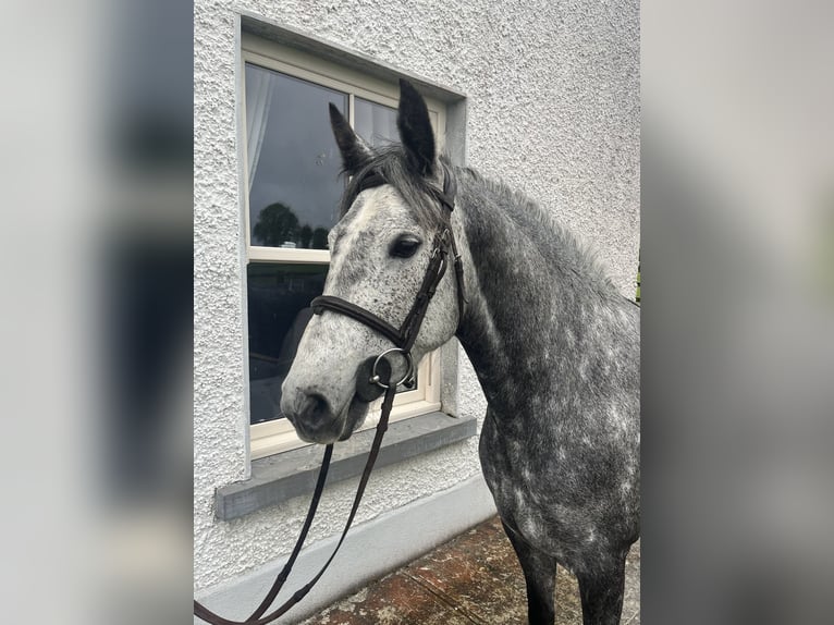 Connemara Mix Wallach 6 Jahre 148 cm Rotbrauner in Roscommon
