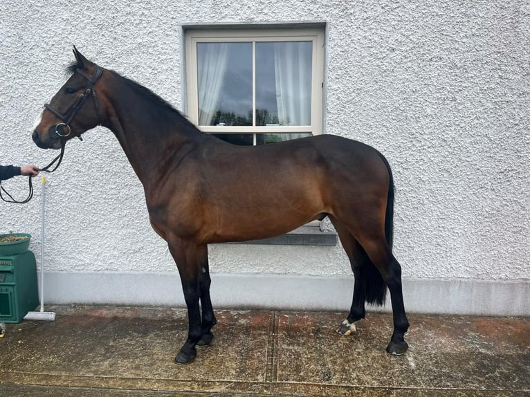 Connemara Mix Wallach 6 Jahre 148 cm Rotbrauner in Roscommon