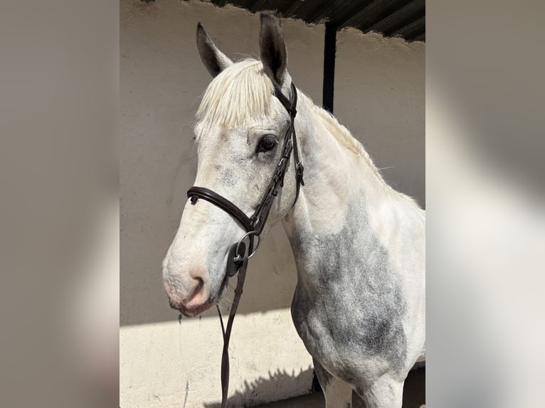 Connemara Mix Wallach 6 Jahre 148 cm Rotbrauner in Roscommon