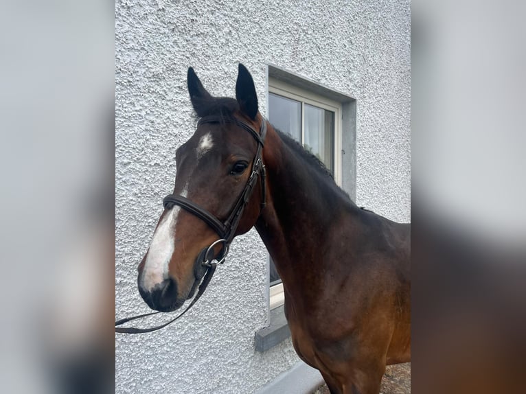 Connemara Mix Wallach 6 Jahre 148 cm Rotbrauner in Roscommon