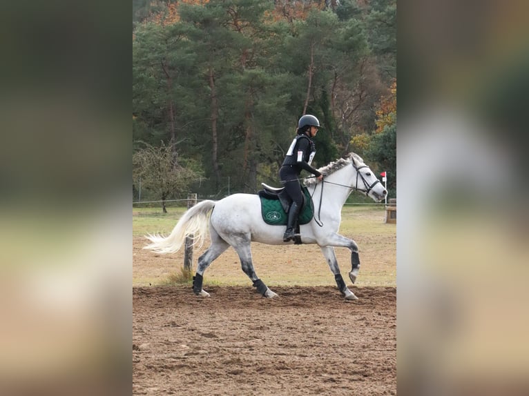 Connemara Wallach 6 Jahre 148 cm Schimmel in Villemer