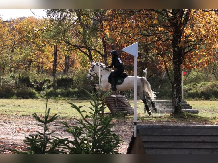 Connemara Wallach 6 Jahre 148 cm Schimmel in Villemer