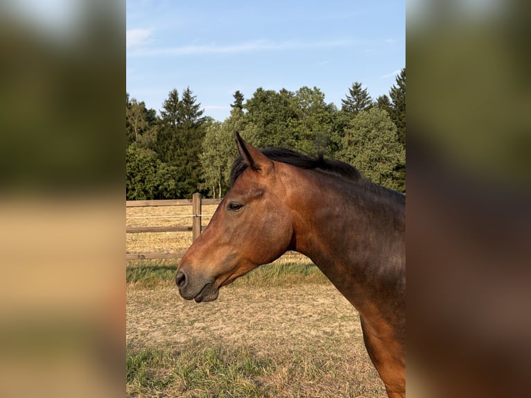 Connemara Wallach 6 Jahre 150 cm Brauner in Walpertskirchen