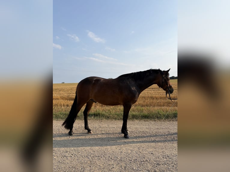Connemara Wallach 6 Jahre 150 cm Brauner in Walpertskirchen