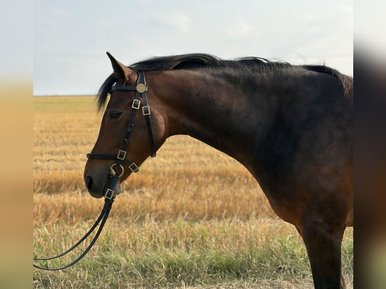 Connemara Wallach 6 Jahre 150 cm Brauner in Walpertskirchen