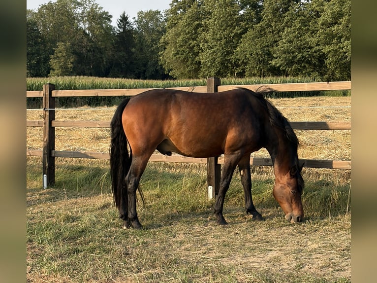 Connemara Wallach 6 Jahre 150 cm Brauner in Walpertskirchen