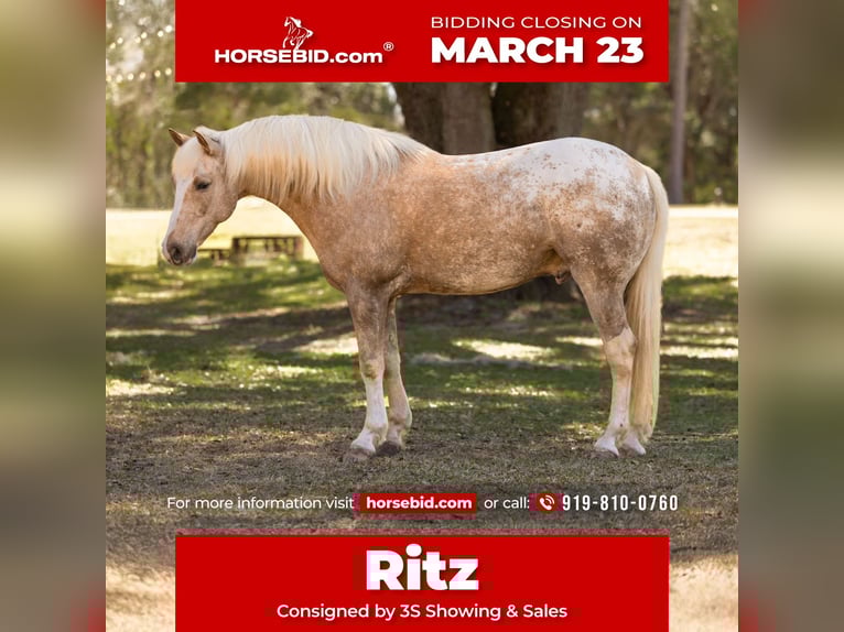 Connemara Mix Wallach 6 Jahre 150 cm Palomino in Ocala