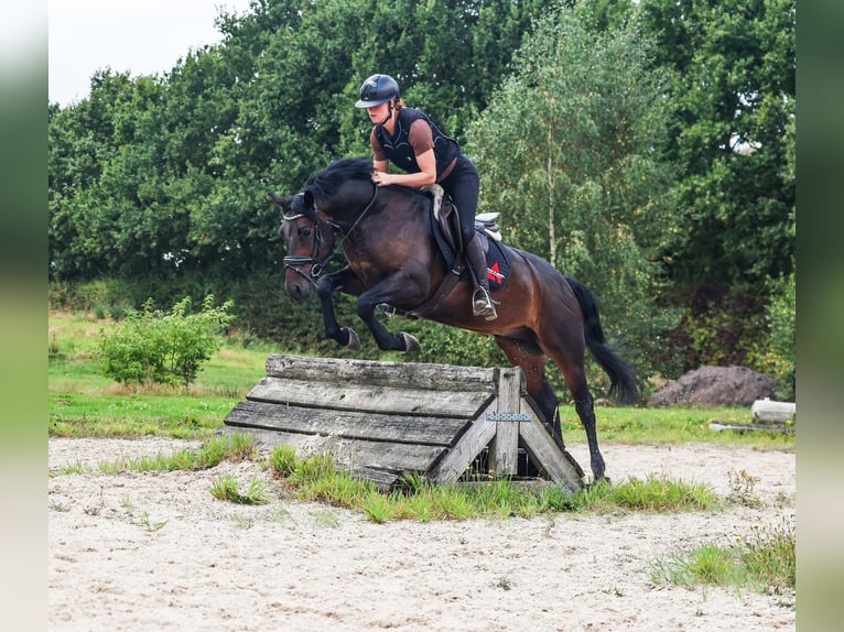 Connemara Wallach 6 Jahre 153 cm Brauner in Bilthoven