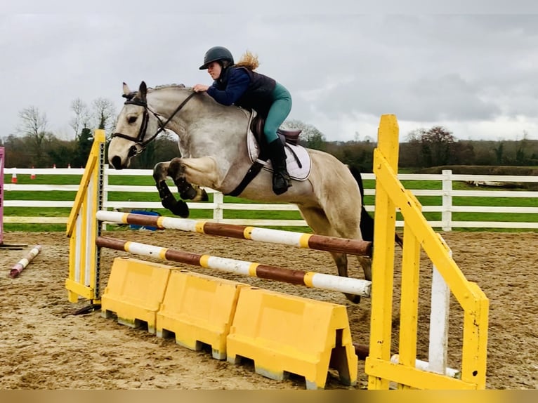 Connemara Wallach 6 Jahre 155 cm Falbe in Mountrath