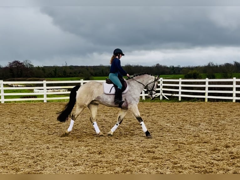 Connemara Wallach 6 Jahre 155 cm Falbe in Mountrath