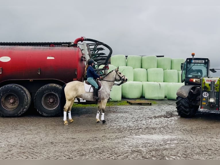 Connemara Wallach 6 Jahre 155 cm Falbe in Mountrath