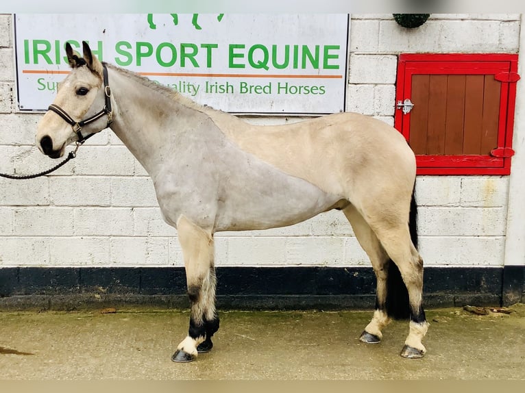 Connemara Wallach 6 Jahre 155 cm Falbe in Mountrath