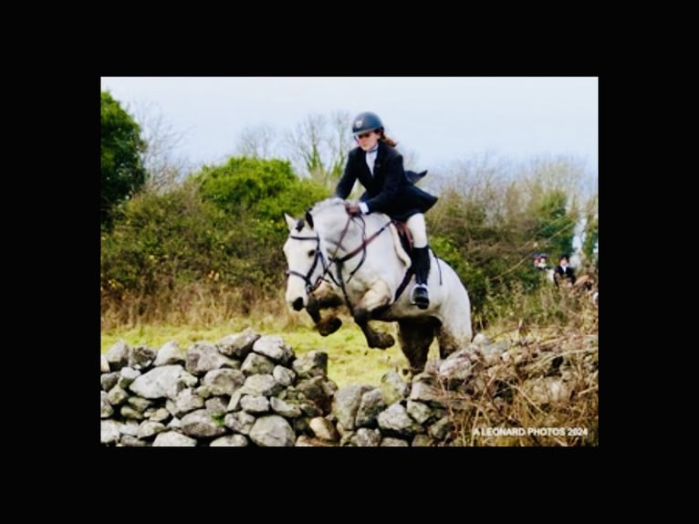 Connemara Wallach 6 Jahre 155 cm Falbe in Mountrath