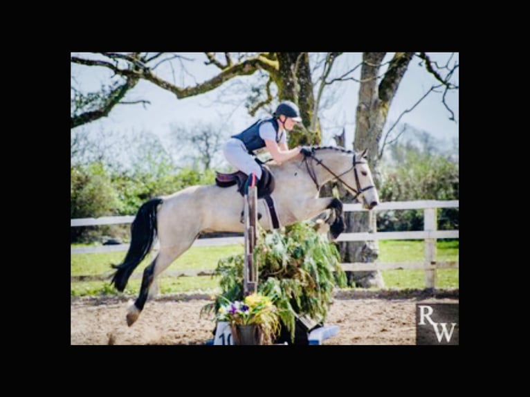 Connemara Wallach 6 Jahre 155 cm Falbe in Mountrath