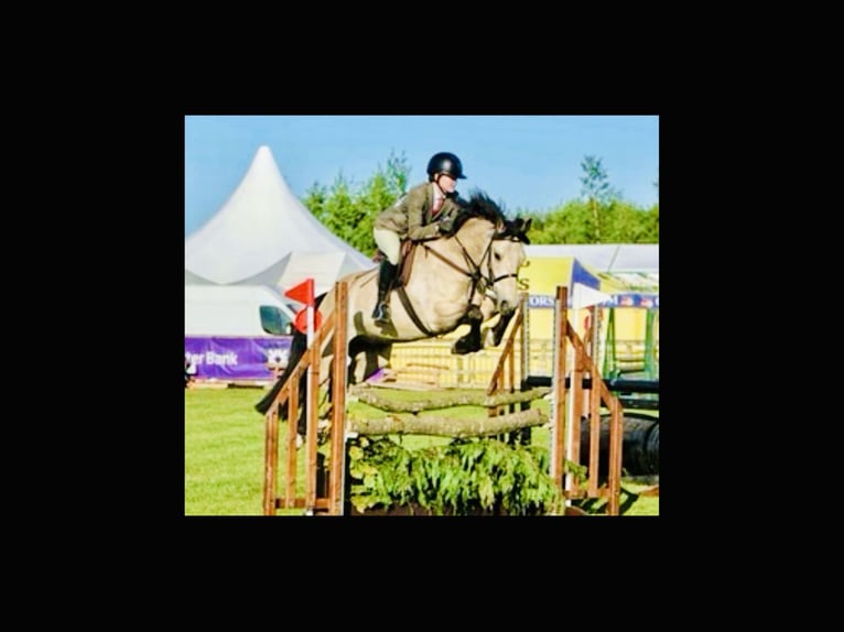 Connemara Wallach 6 Jahre 155 cm Falbe in Mountrath
