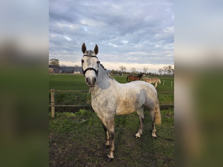 Connemara Wallach 6 Jahre 155 cm Schimmel in Nieuwleusen
