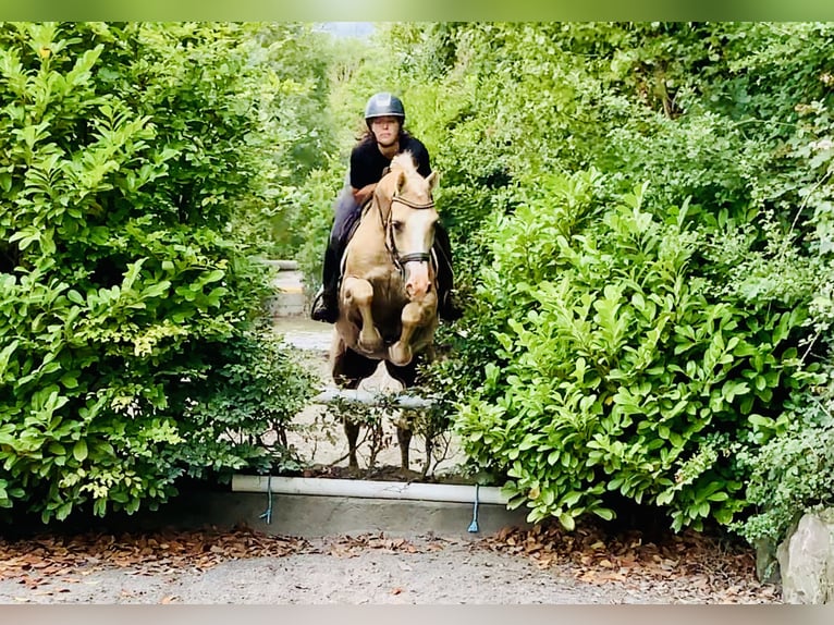 Connemara Wallach 6 Jahre 157 cm Palomino in Mountrath