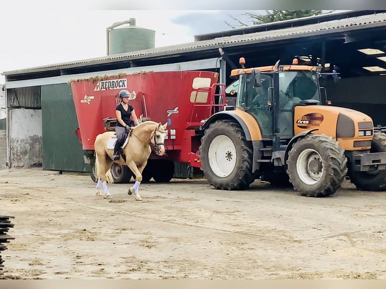 Connemara Wallach 6 Jahre 157 cm Palomino in Mountrath