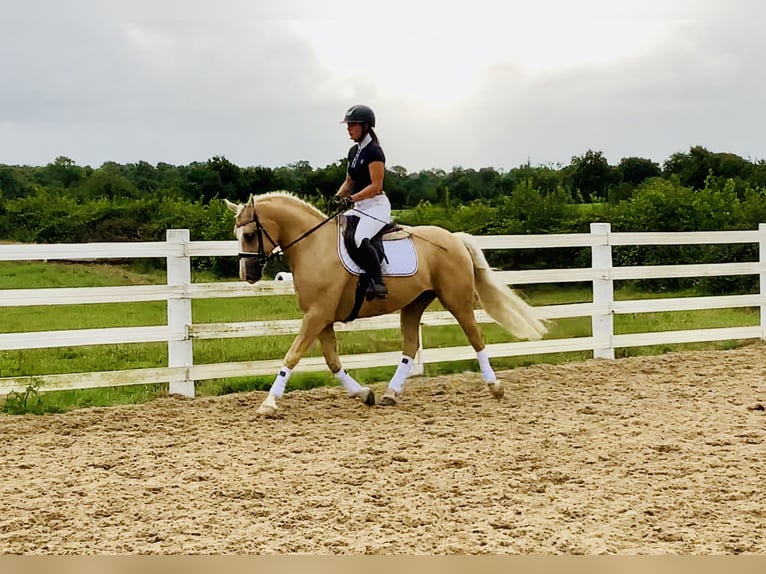 Connemara Wallach 6 Jahre 157 cm Palomino in Mountrath
