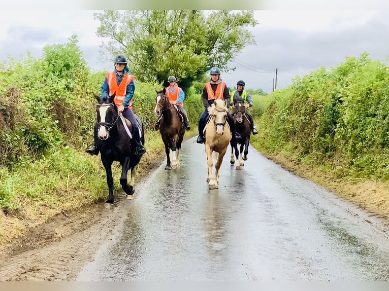 Connemara Wallach 6 Jahre 157 cm Palomino in Mountrath