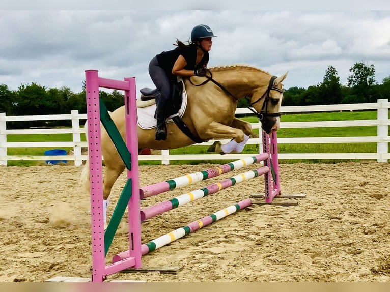 Connemara Wallach 6 Jahre 157 cm Palomino in Mountrath