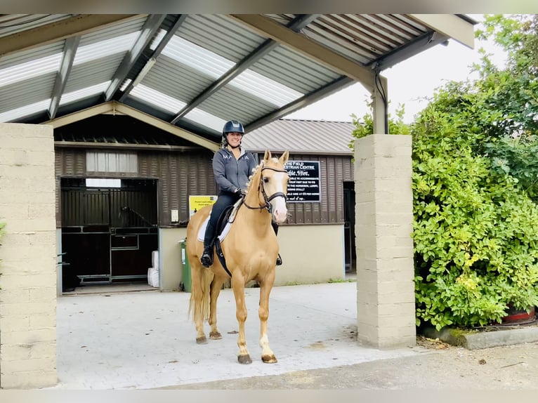 Connemara Wallach 6 Jahre 157 cm Palomino in Mountrath