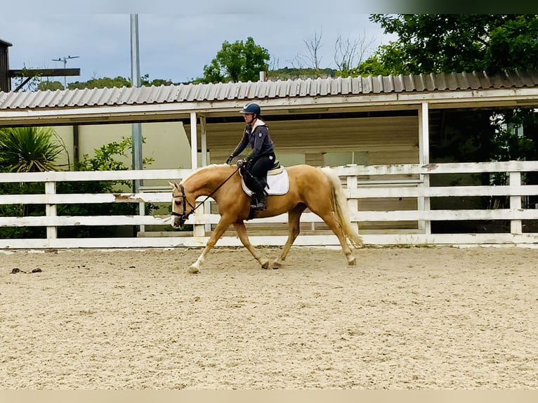 Connemara Wallach 6 Jahre 157 cm Palomino in Mountrath