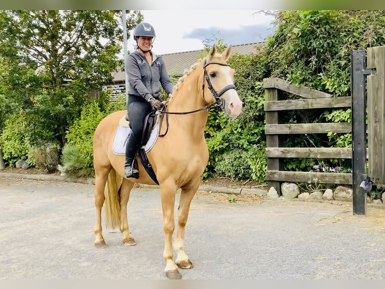 Connemara Wallach 6 Jahre 157 cm Palomino in Mountrath