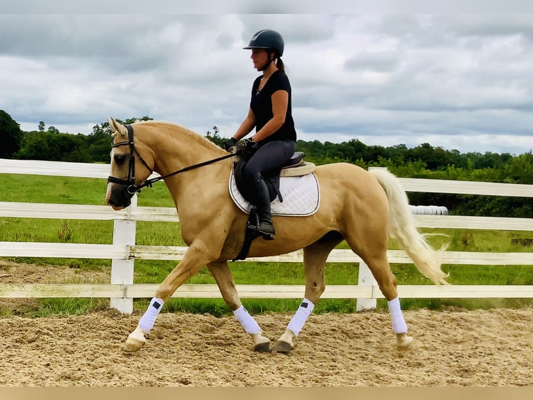 Connemara Wallach 6 Jahre 157 cm Palomino in Mountrath