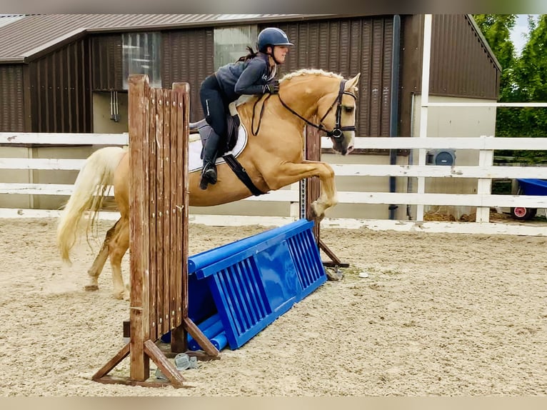 Connemara Wallach 6 Jahre 157 cm Palomino in Mountrath