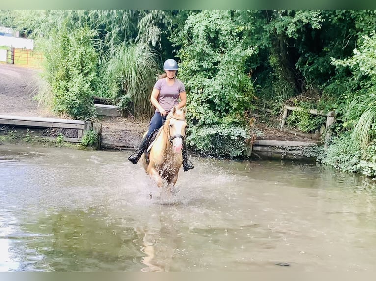 Connemara Wallach 6 Jahre 157 cm Palomino in Mountrath