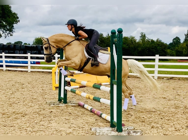 Connemara Wallach 6 Jahre 157 cm Palomino in Mountrath