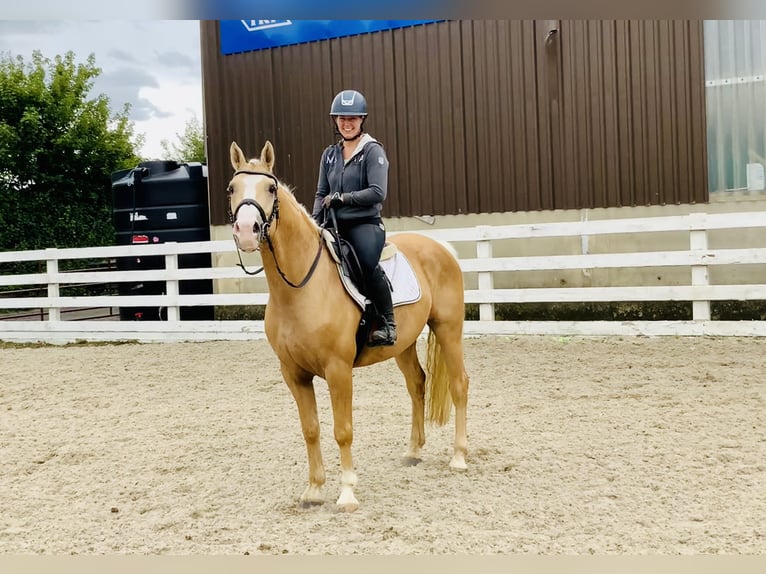 Connemara Wallach 6 Jahre 157 cm Palomino in Mountrath