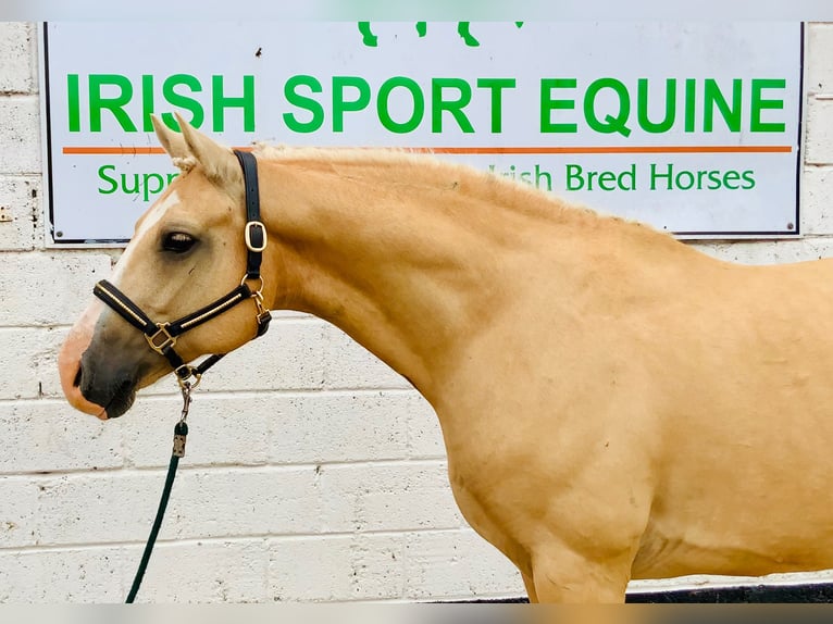 Connemara Wallach 6 Jahre 157 cm Palomino in Mountrath