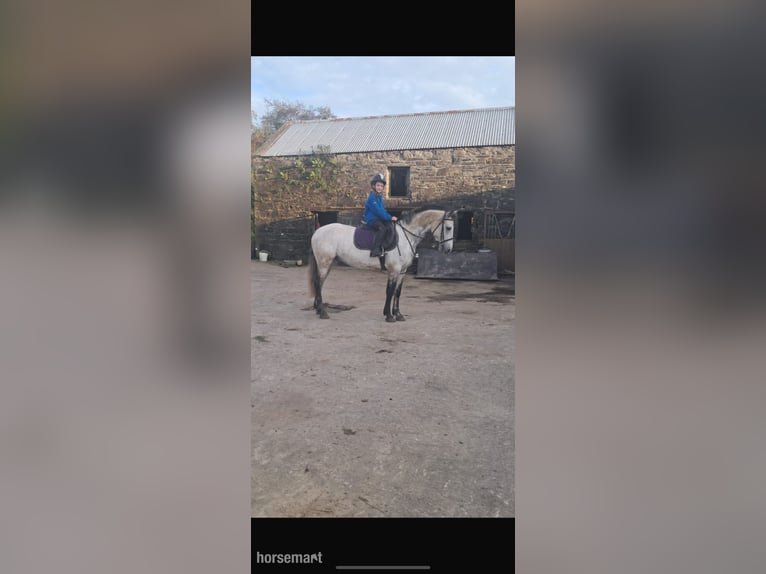 Connemara Wallach 6 Jahre Falbe in Mayo