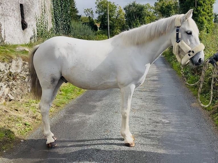 Connemara Wallach 7 Jahre 138 cm Schimmel in Sligo
