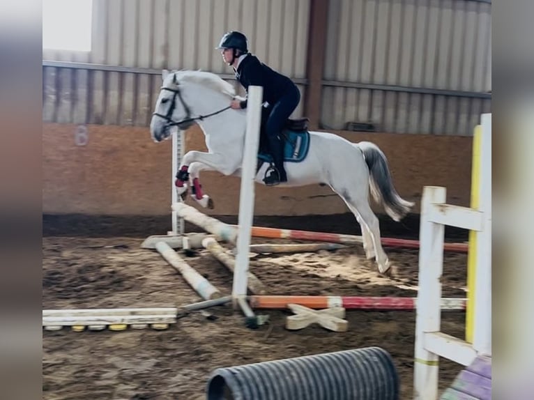 Connemara Wallach 7 Jahre 138 cm Schimmel in Sligo