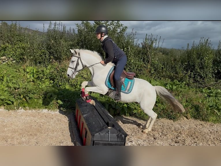 Connemara Wallach 7 Jahre 138 cm Schimmel in Sligo