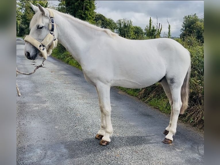 Connemara Wallach 7 Jahre 138 cm Schimmel in Sligo