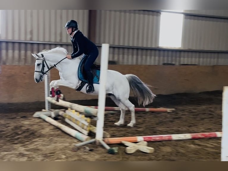 Connemara Wallach 7 Jahre 138 cm Schimmel in Sligo