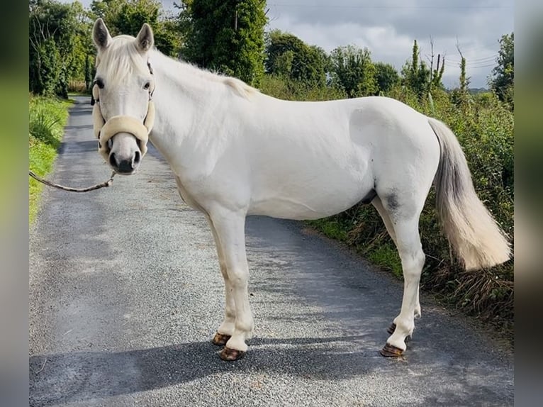 Connemara Wallach 7 Jahre 138 cm Schimmel in Sligo
