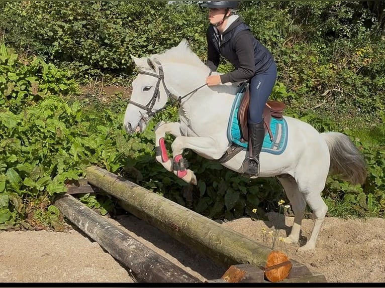 Connemara Wallach 7 Jahre 138 cm Schimmel in Sligo