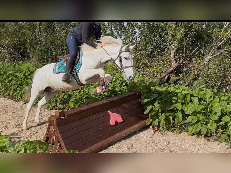 Connemara Wallach 7 Jahre 138 cm Schimmel in Sligo