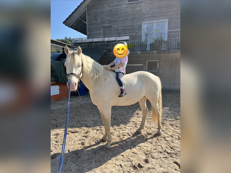 Connemara Wallach 7 Jahre 140 cm Perlino in Wildensbuch