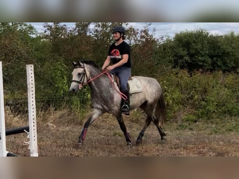 Connemara Wallach 7 Jahre 143 cm Apfelschimmel in Millac