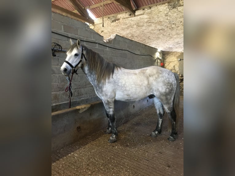 Connemara Wallach 7 Jahre 143 cm Apfelschimmel in Millac
