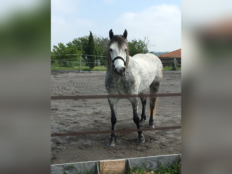 Connemara Wallach 7 Jahre 143 cm Apfelschimmel in Millac