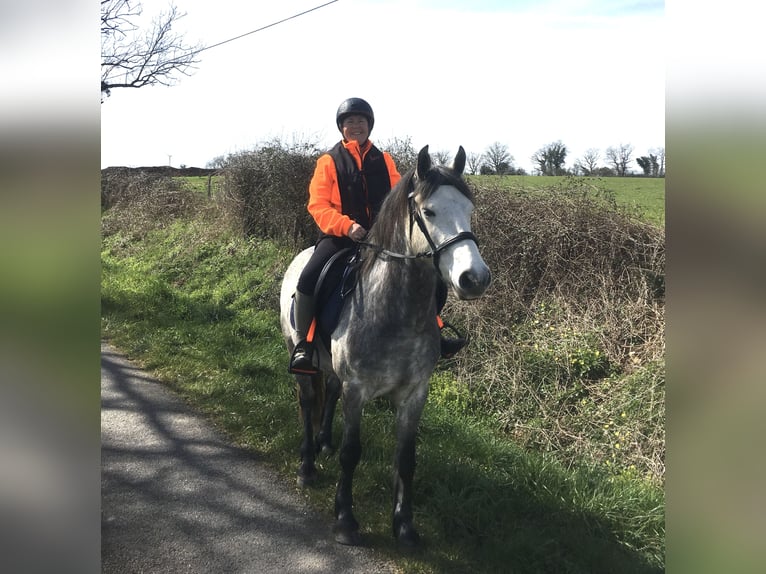 Connemara Wallach 7 Jahre 143 cm Apfelschimmel in Millac